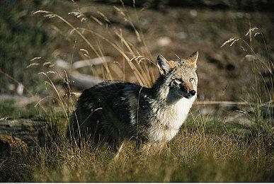 《冰汽时代2》主机版上市日期公布 首发加入XGP